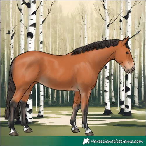 Horse Color:Bay 