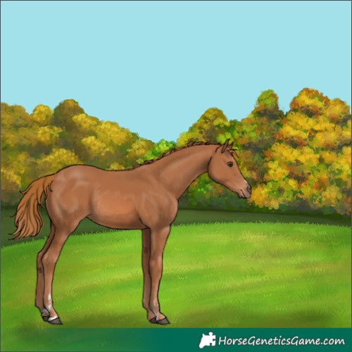 Horse Color:Chestnut Rabicano