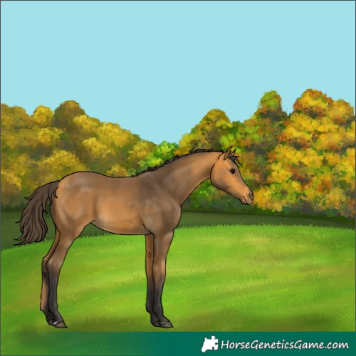 Horse Color:Buckskin