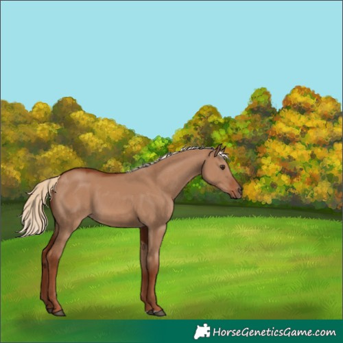 Horse Color:Red Dun 