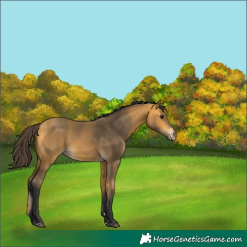 Horse Color:Buckskin
