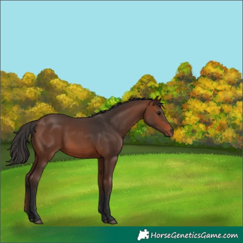 Horse Color:Brown 