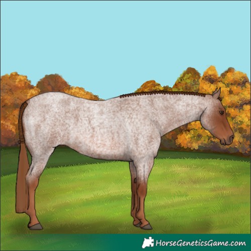 Horse Color:Red Roan 