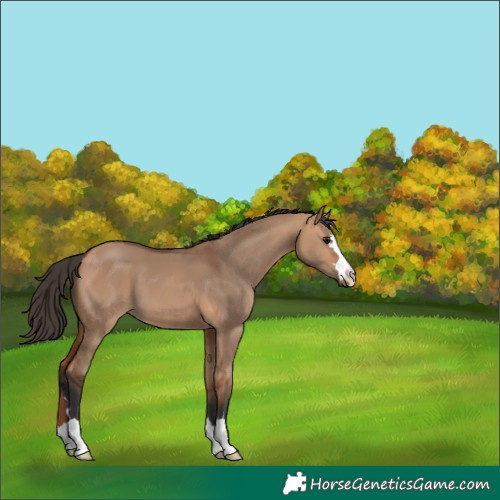Horse Color:Bay Dun