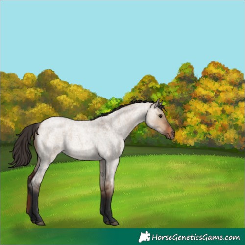 Horse Color:Bay Roan Dun 