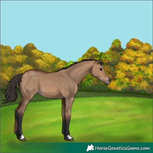Horse Color:Bay Dun 