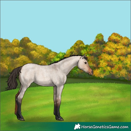 Horse Color:Bay Roan Dun