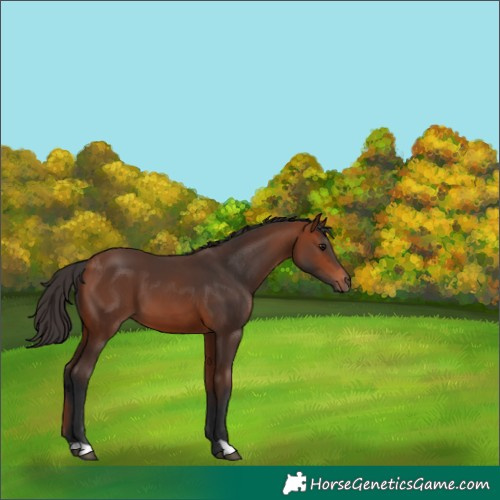 Horse Color:Bay 