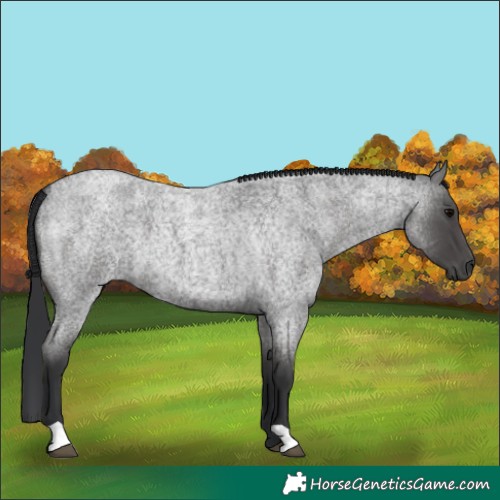 Horse Color:Blue Roan 