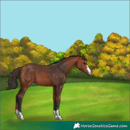 Horse Color:Bay 