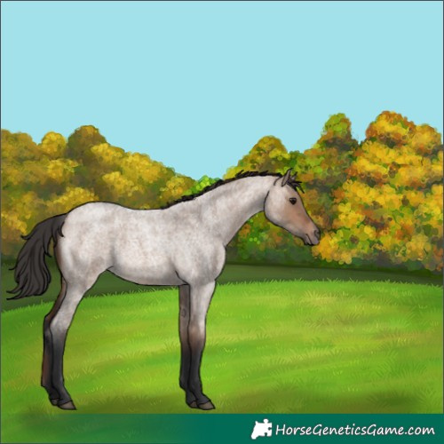 Horse Color:Brown Roan Dun