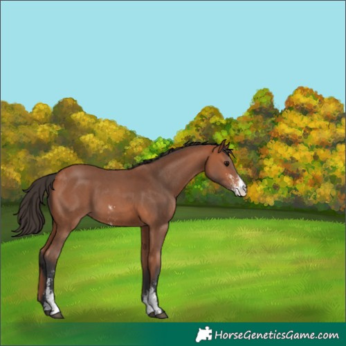 Horse Color:Bay Sabino