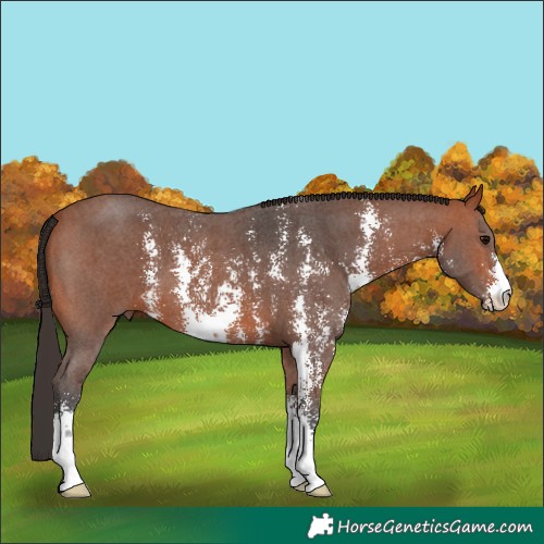 Horse Color:Bay Sabino 