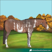 Horse Color:Bay Sabino 