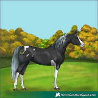 Horse Color:Painted Black Splash Tobiano Appaloosa