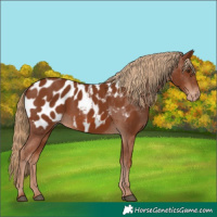 Horse Color:Chestnut Near Leopard 