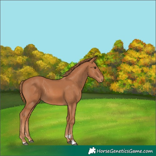 Horse Color:Chestnut 