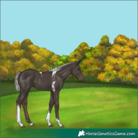 Horse Color:Silver Black Tobiano 