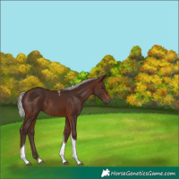 Horse Color:Silver Brown Tobiano
