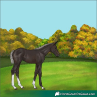 Horse Color:Silver Brown Tobiano 