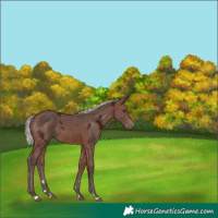 Horse Color:Silver Brown Ice