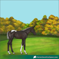 Horse Color:Silver Brown Tobiano 