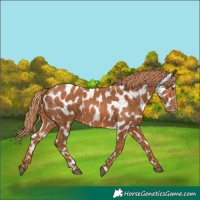 Horse Color:Chestnut Appaloosa 