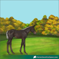 Horse Color:Silver Brown 