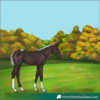 Horse Color:Silver Brown Tobiano