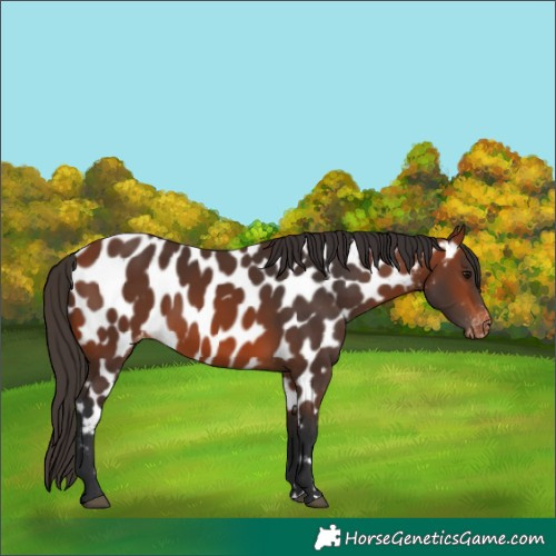 Horse Color:Unknown 