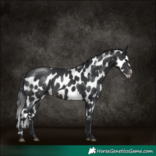 Horse Color:Platinum Brown Skewed Appaloosa 