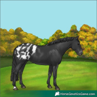 Horse Color:Black Appaloosa Rabicano 