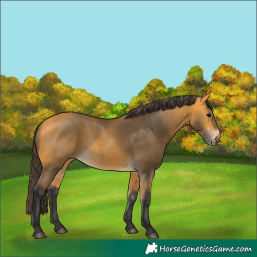Horse Color:Buckskin