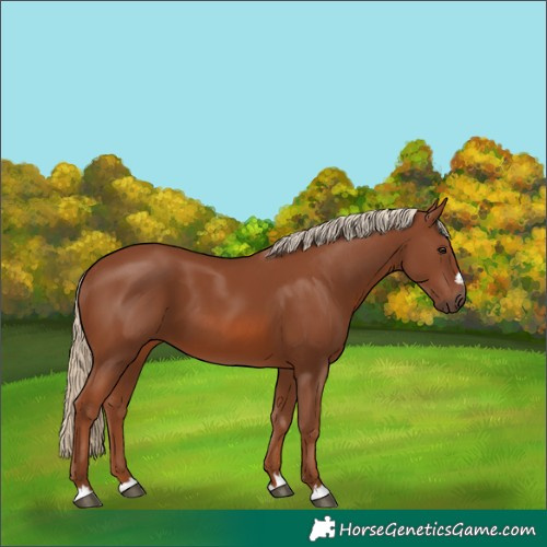Horse Color:Chestnut 