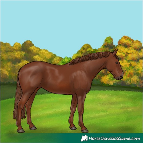 Horse Color:Chestnut 