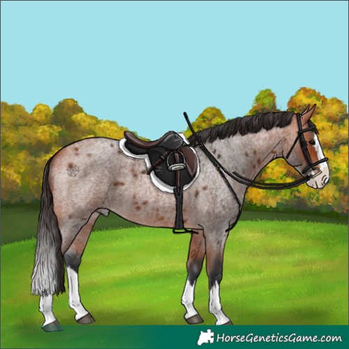 Horse Color:Bay Roan Splash