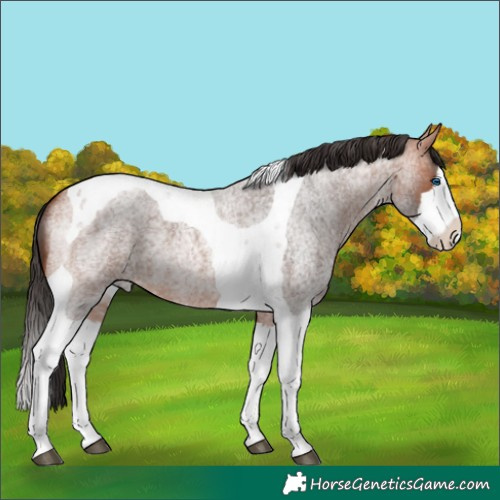 Horse Color:Bay Roan Splash Tobiano 