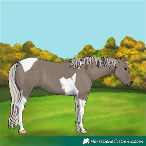Horse Color:Silver Grullo Tobiano 