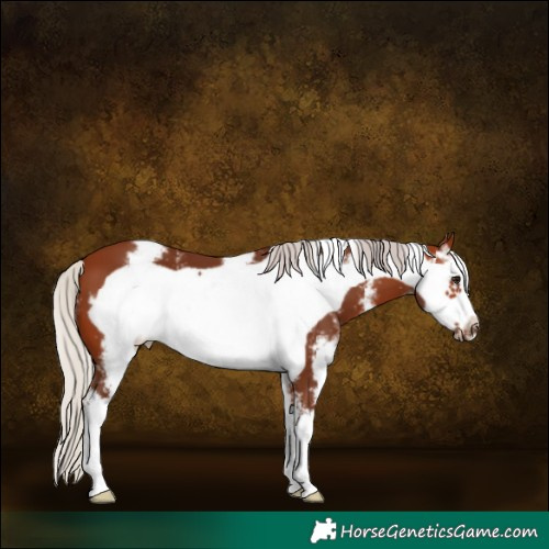 Horse Color:Silver Brown Sabino Frame