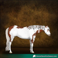 Horse Color:Silver Brown Sabino Frame
