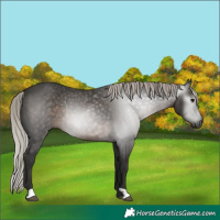 Horse Color:Gray Silver Black Rabicano