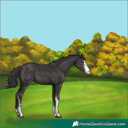 Horse Color:Smoky Black Sabino