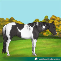 Horse Color:Smoky Black Tobiano 