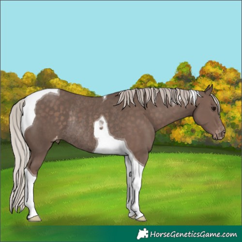 Horse Color:Silver Black Tobiano Appaloosa Rabicano