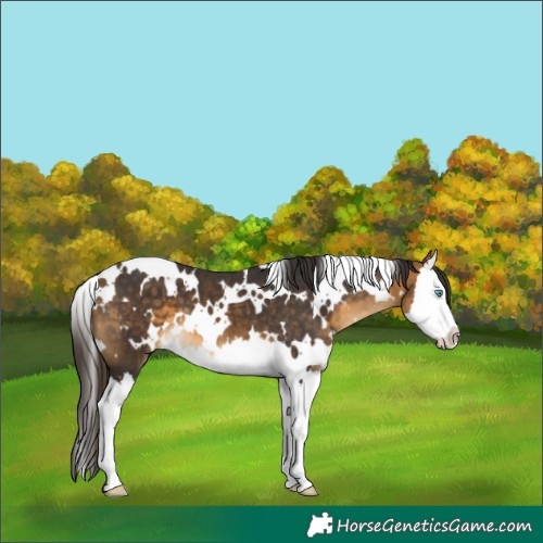 Horse Color:White Spotted Buckskin Splash