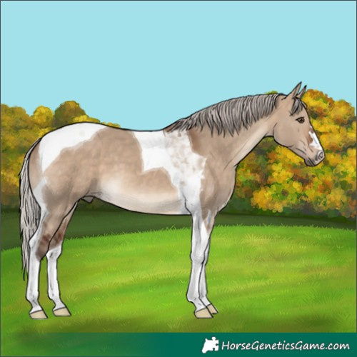 Horse Color:Silver Brown Dun Tobiano 