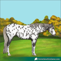 Horse Color:Gray Silver Smoky Black Sabino Appaloosa