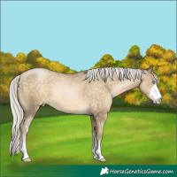 Horse Color:Silver Buckskin Pearl Sabino