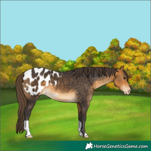Horse Color:Buckskin Appaloosa 