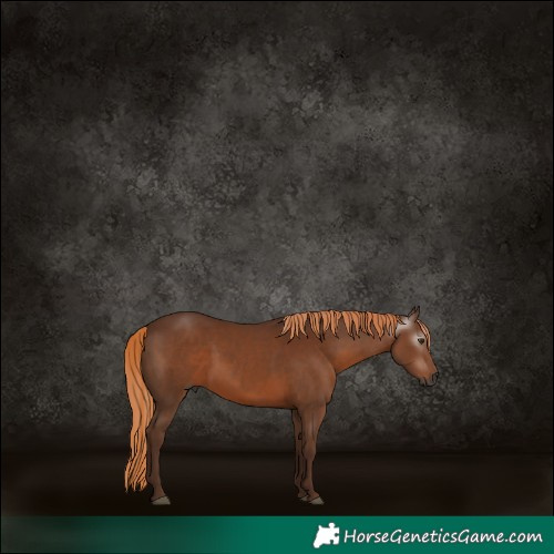 Horse Color:Gray Chestnut 